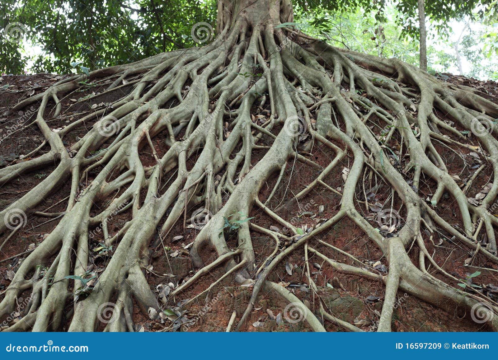 amazing chaos tree roots