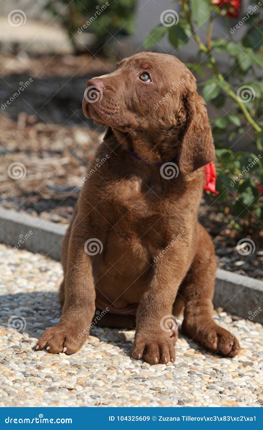 bay retriever puppies