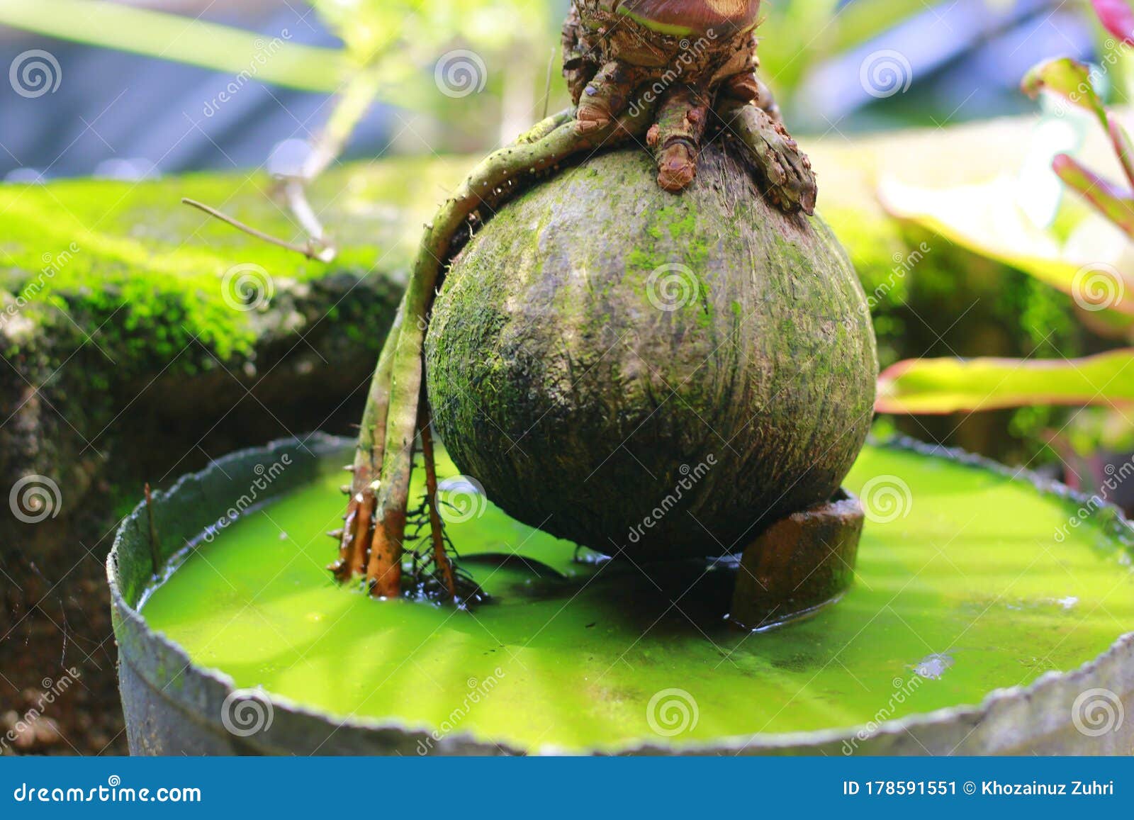 3 117 Water Bonsai Photos Free Royalty Free Stock Photos From Dreamstime