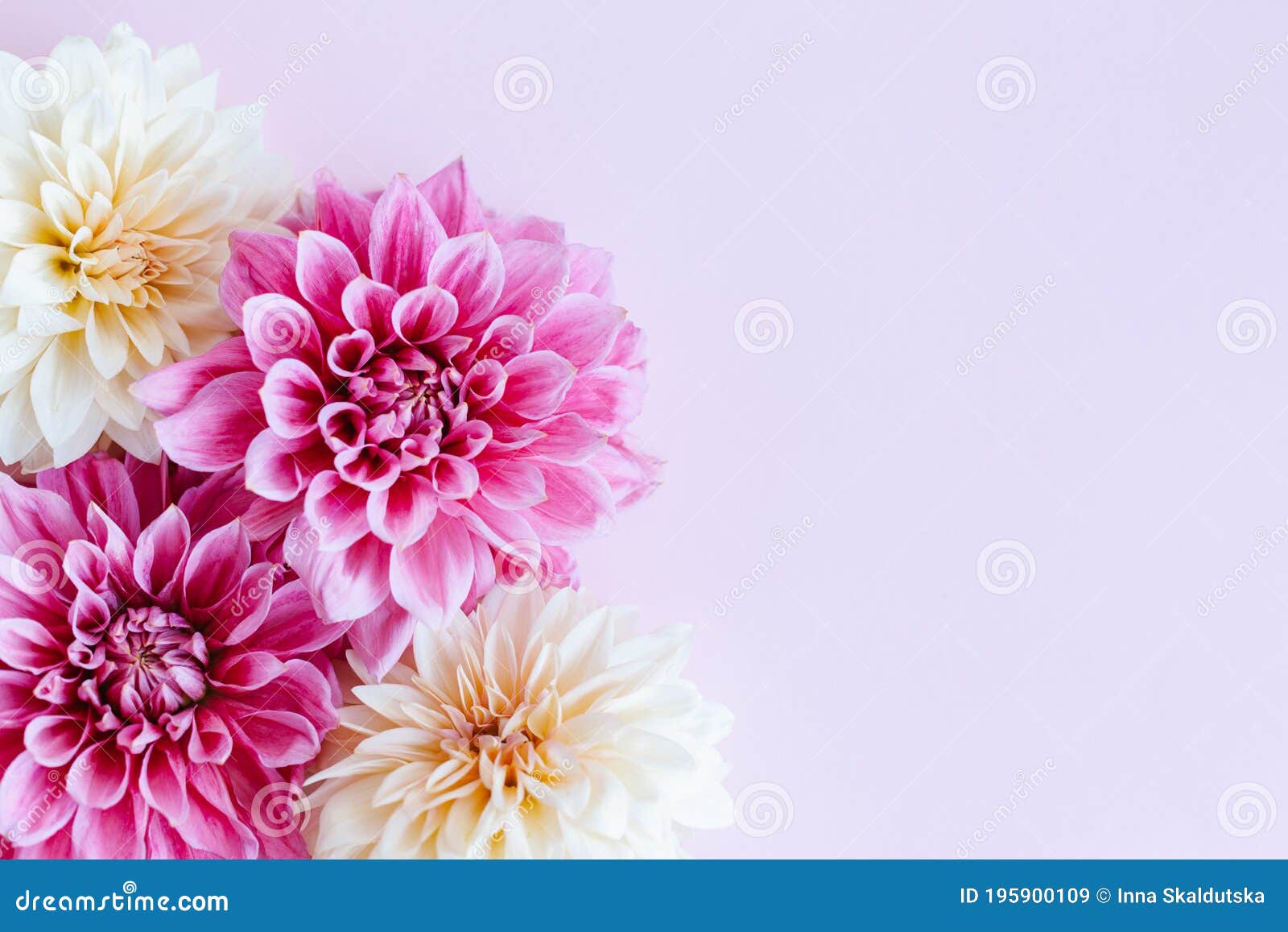 Amazing Dahlia Flowers in Pink and Cream Colors on a Pink Pastel ...