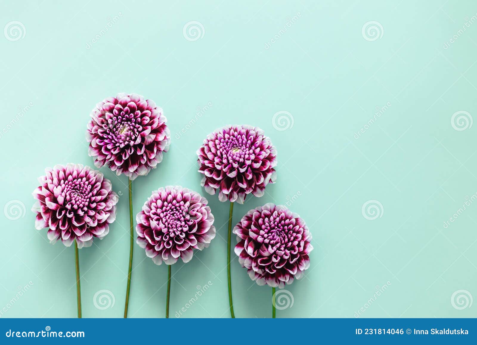 Amazing Dahlia Flowers on a Turquoise Pastel Background Stock Photo ...