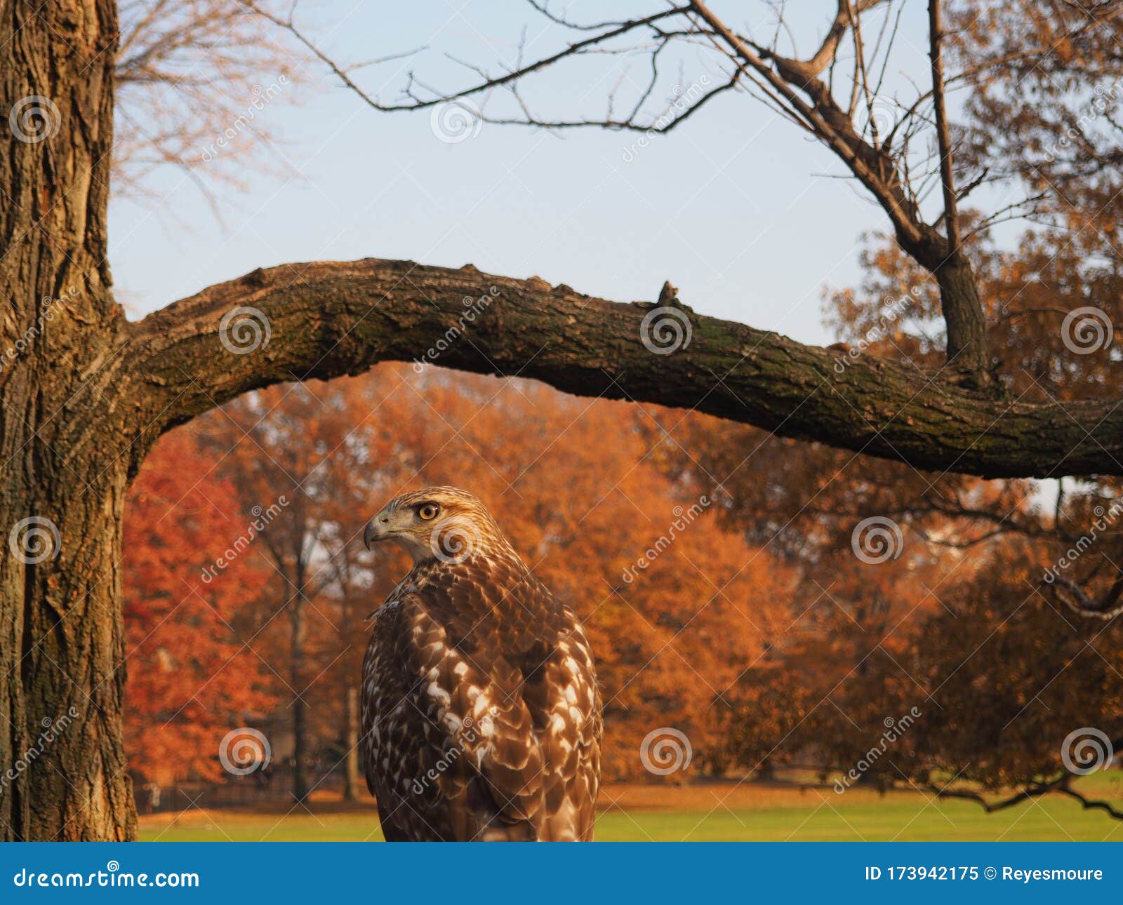 amazing eagle in ny.