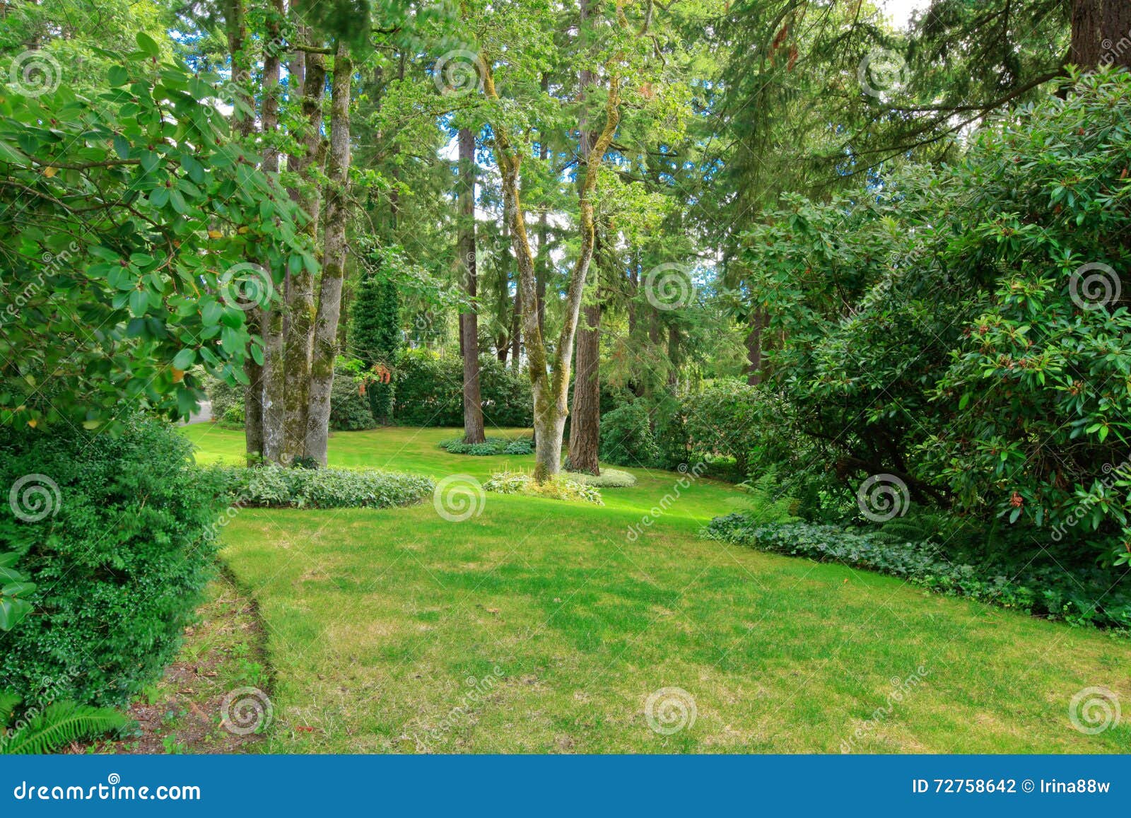 amazing farm house backyard with green lawn, fir trees, bushes