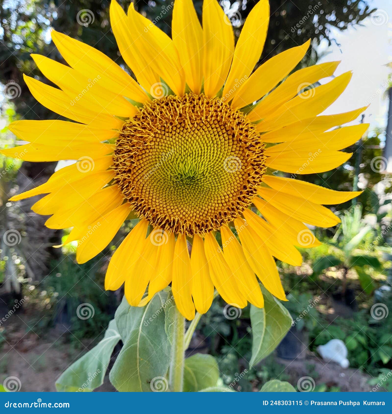 Amazing Flower for Sn Lovers Stock Image Image of amazing, lovers