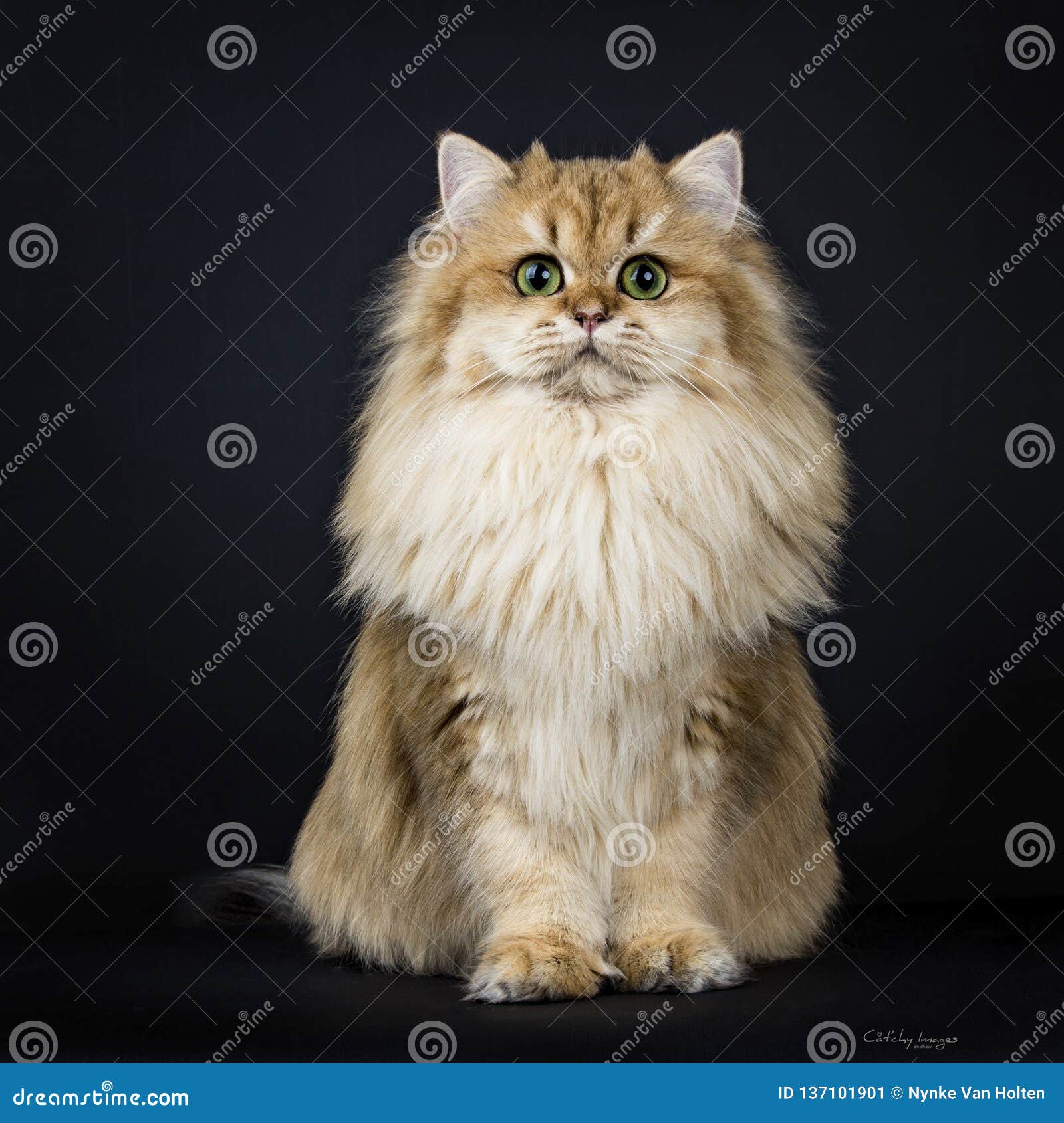 Amazing Full Coated Fluffy Golden British Longhair Cat Kitten,Isolated on  Black Background. Stock Image - Image of excellent, look: 137101901