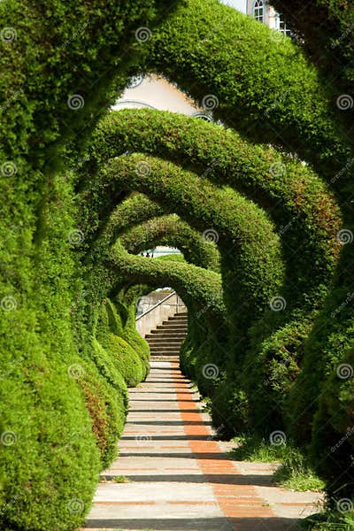 Juniper Sculptures, Costa Rica Stock Image - Image of ornamental ...