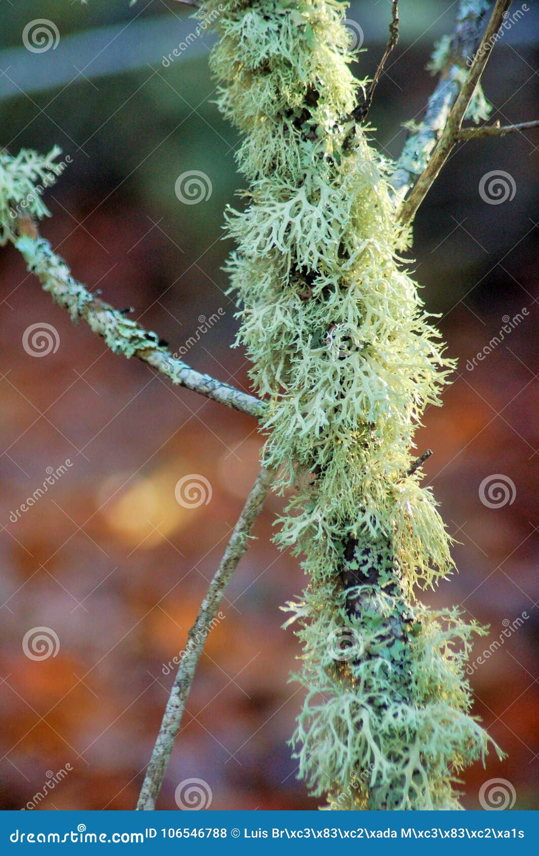 branch tree covered with green ferns