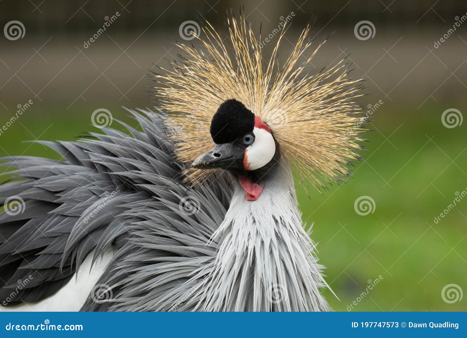 amazing golden crested crane, aka grey crowned crane, balearica regulorum