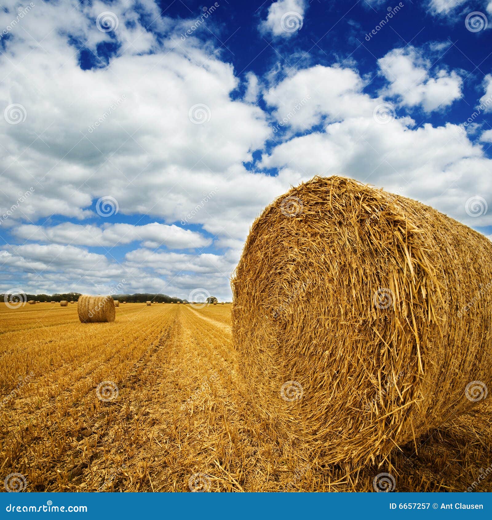Amazing Golden Hay Bales stock image. Image of meadow 6657257