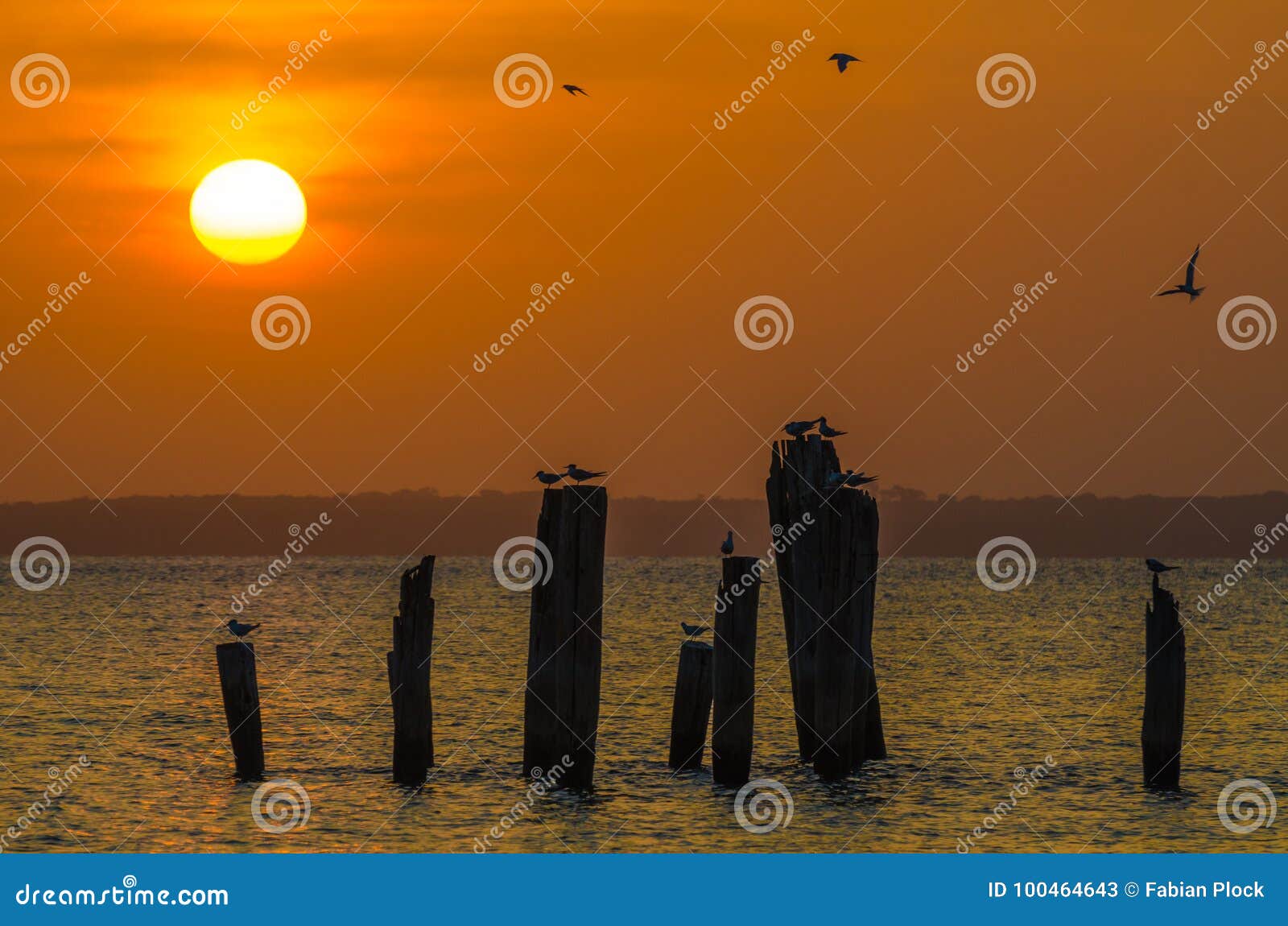 amazing golden sunset over ocean with wooden poles and flying birds on bubaque, bijagos archipelago, guinea bissau