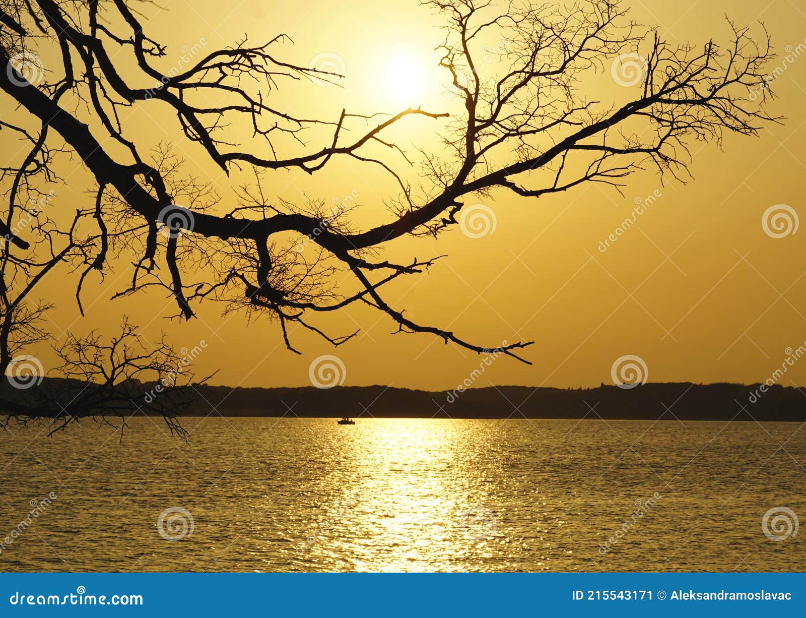 Amazing Golden Sunset with Silhouette of Tree Branches Above Sea Stock ...