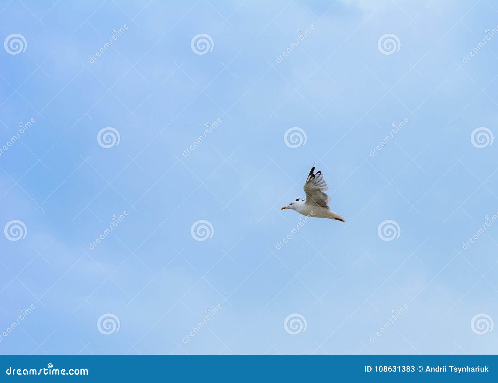 the seagull flies off the coast of the black sea