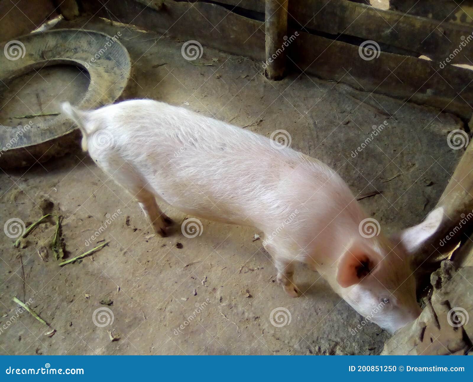 amazing home garden scene of pig stays