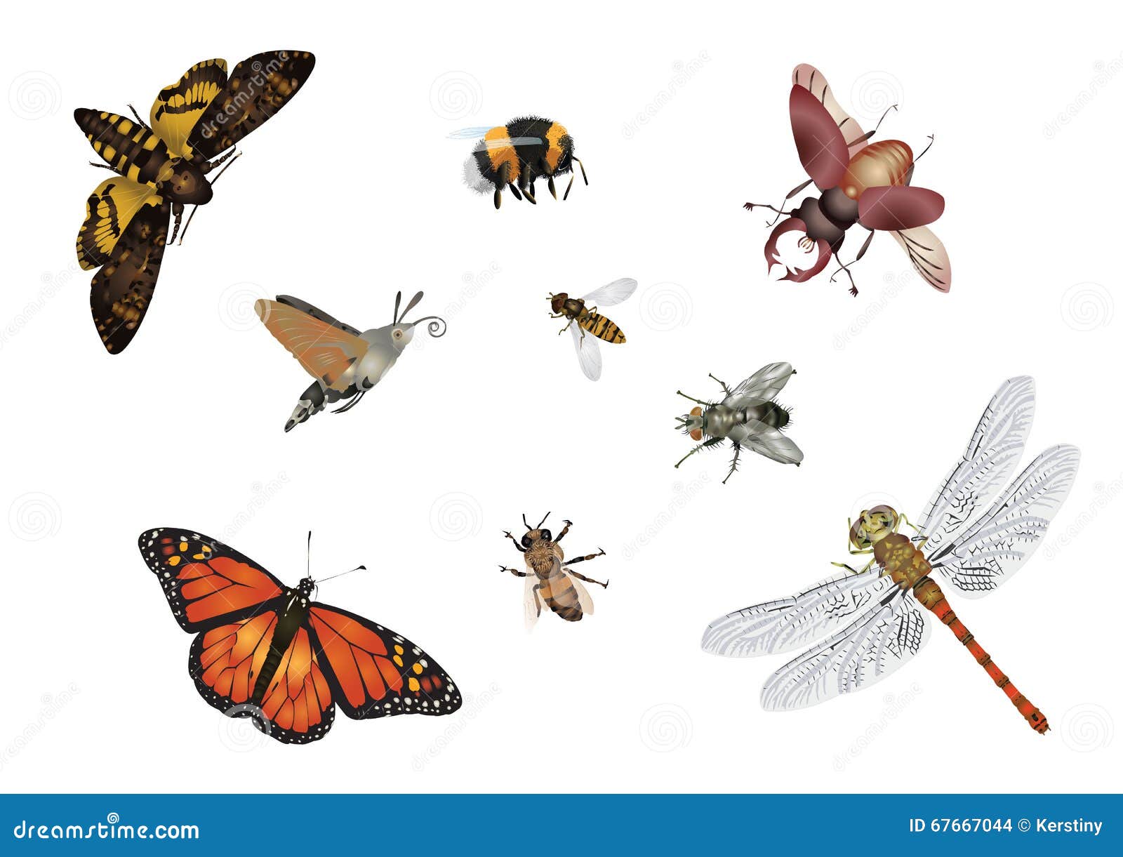 Amazing Insects World Flying Stock Photo Image of marmalade