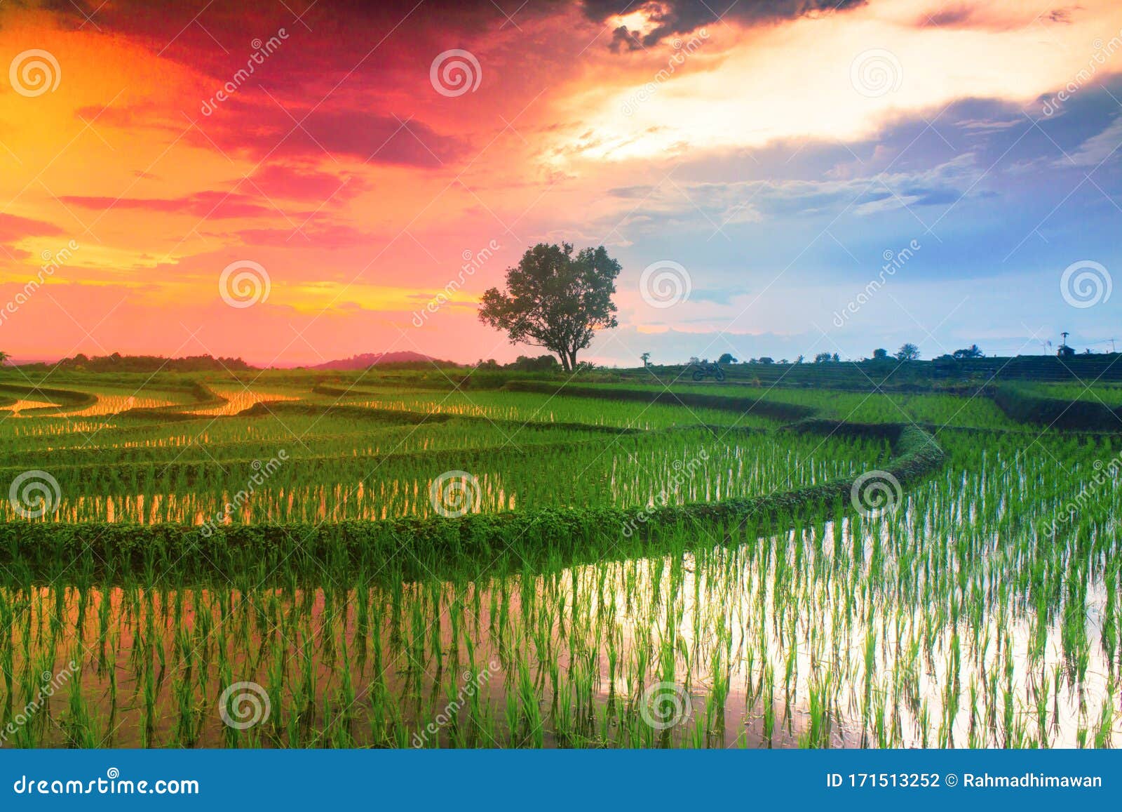 Amazing Landscape with Green Paddy Field with Beautiful Sunrise Background,  Beautiful Natural Wallpaper Stock Photo - Image of farmers, grain: 171513252