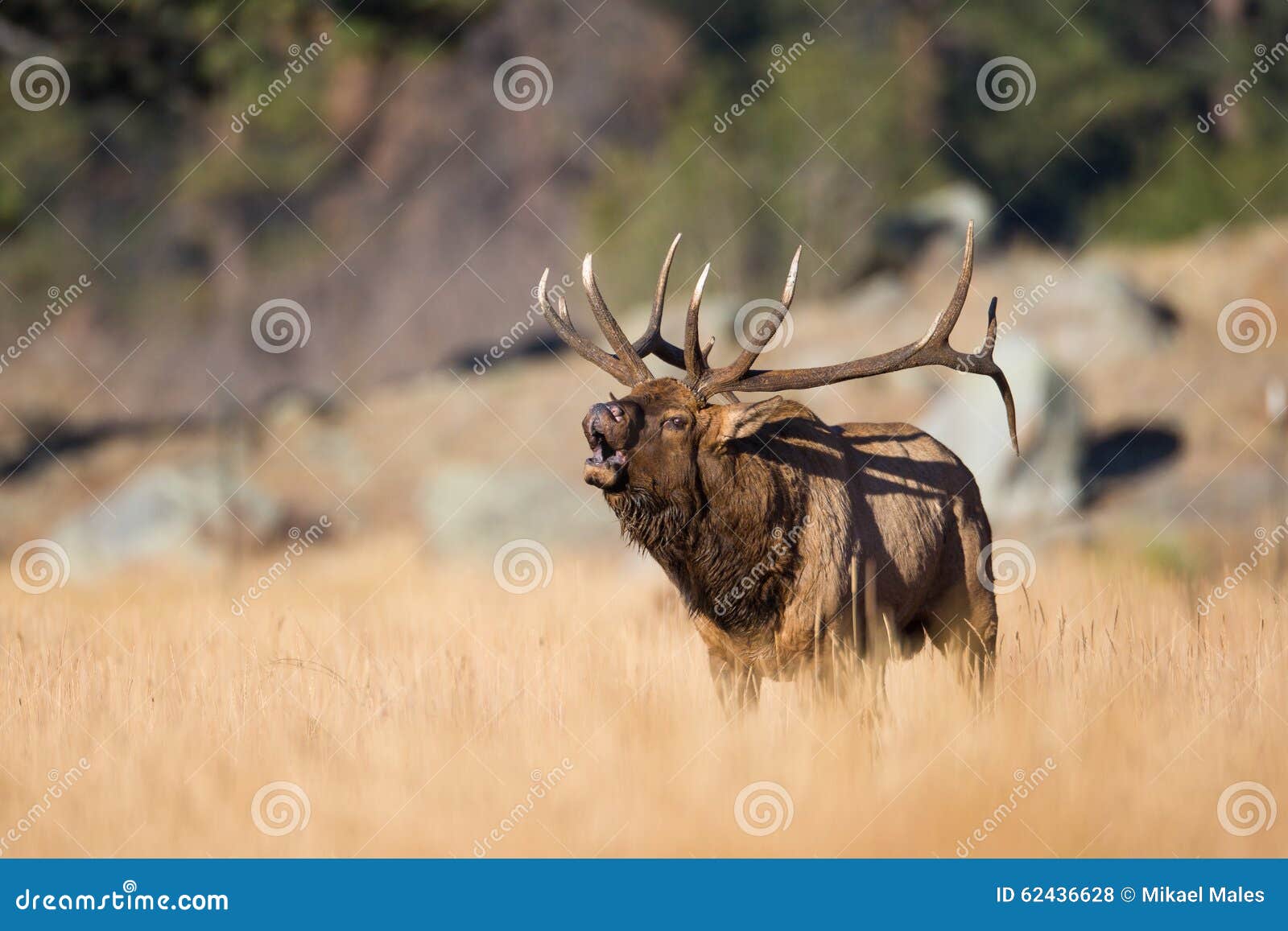 amazing landscape photograph go bull elk in rut