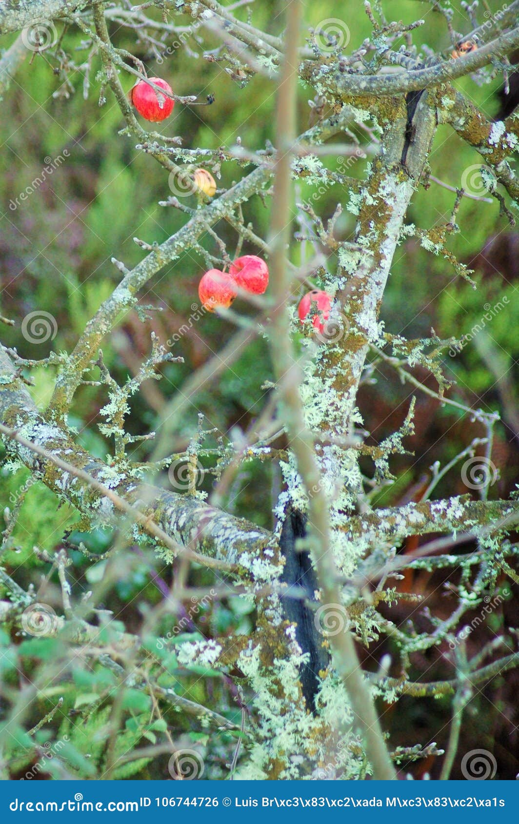 beautiful little apples in the tree inside the forest.