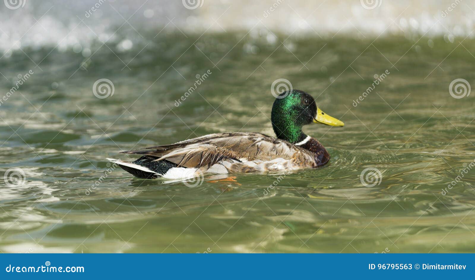 Amazing Mallard Duck Swims In Lake. Rome, Italy, June 2017 ...