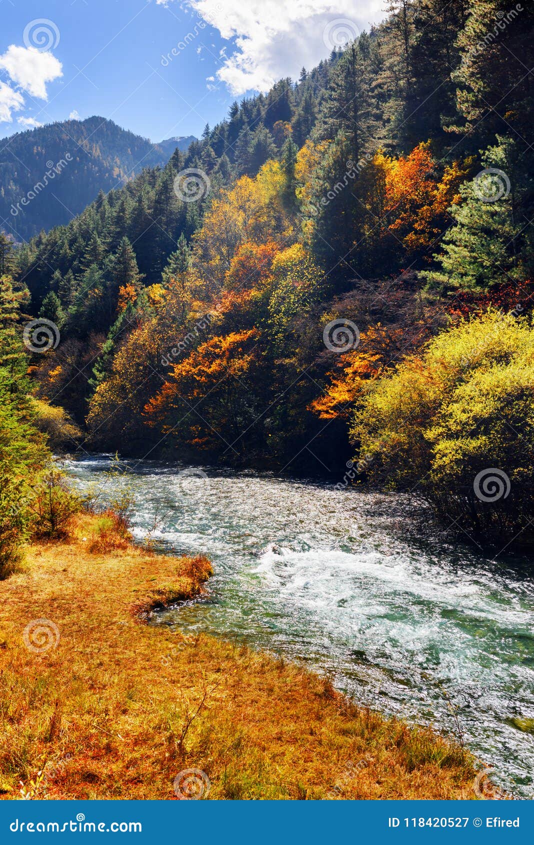 Amazing Mountain River Among Fall Woods Autumn Landscape Stock Image