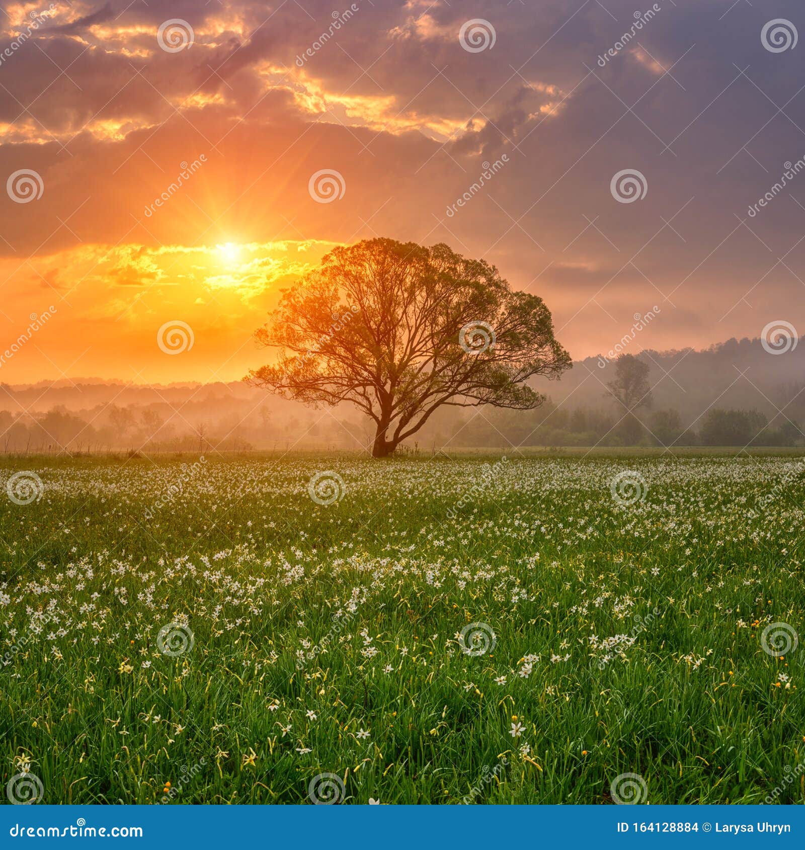 Art Photography Abstract lonely tree with amzing gold leaves on a meadow.