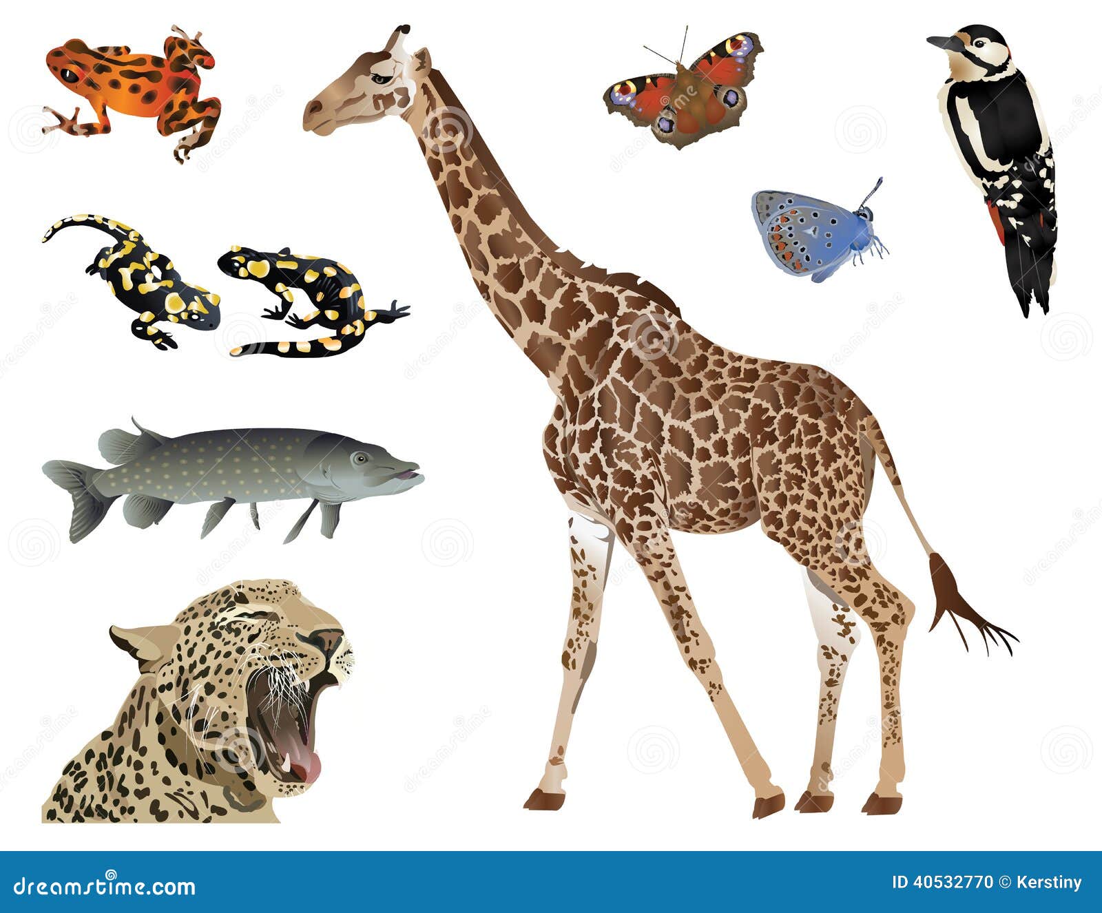 Amazing Nature Set - Dressed in Spots Stock Illustration - Illustration of natural, salamander: 40532770 Amazing Nature Set - Dressed in Spots Stock Illustration - Illustration of natural, salamander: 40532770