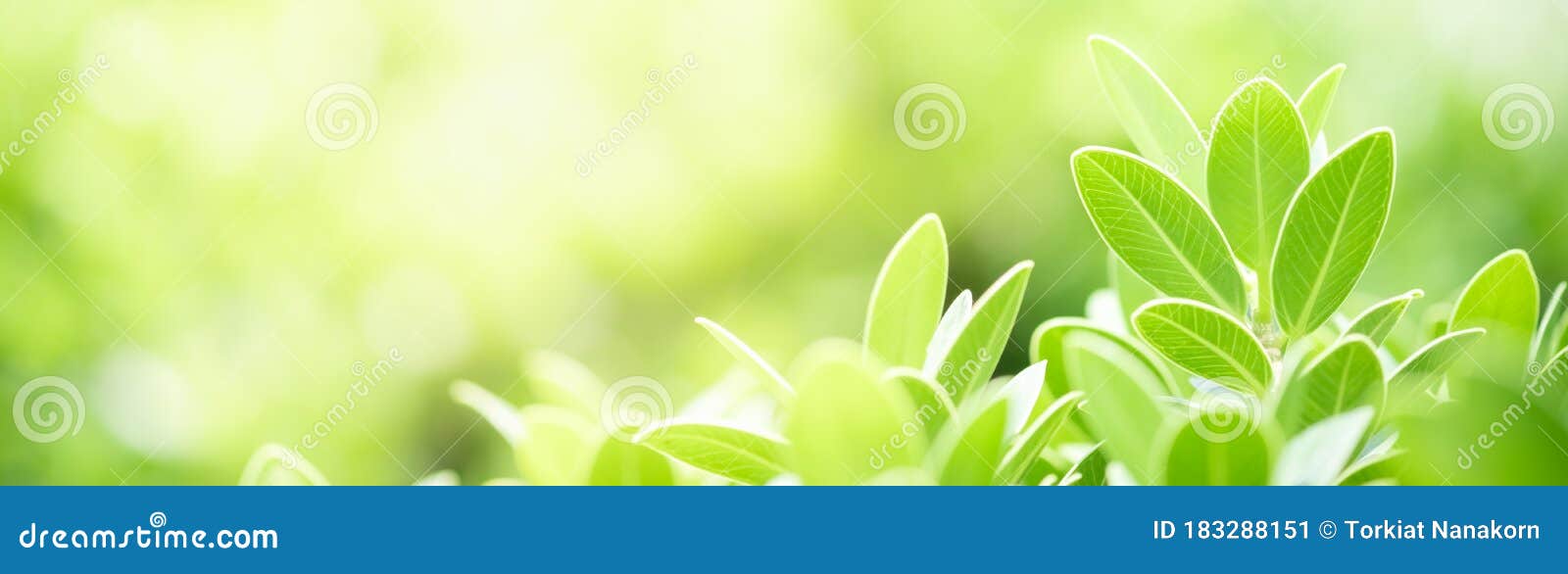 342,709 Greenery Background Stock Photos - Free & Royalty-Free Stock Photos  from Dreamstime