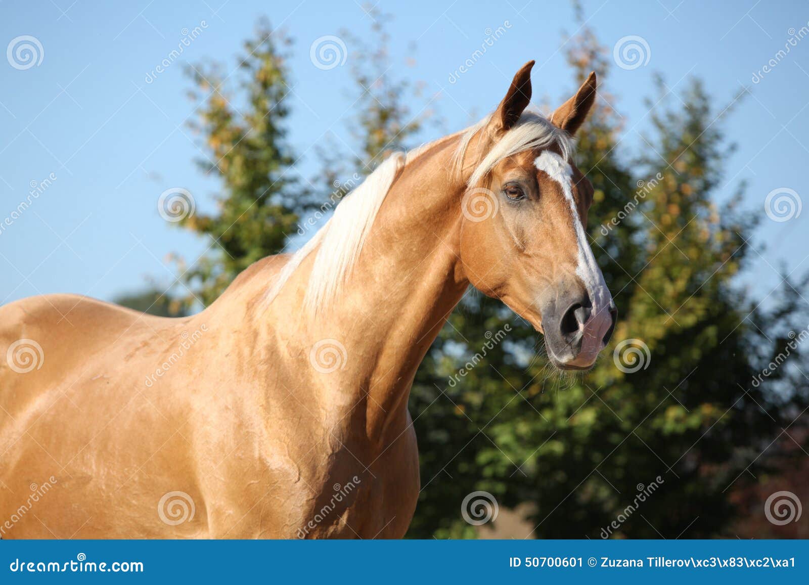 amazing palomino horse with blond hair