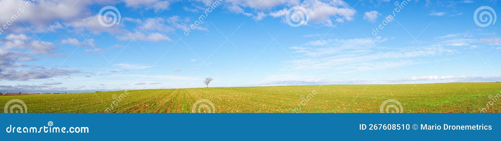 amazing panoramic image of blue skies and white scattered clouds and green farmed ground with a single tree