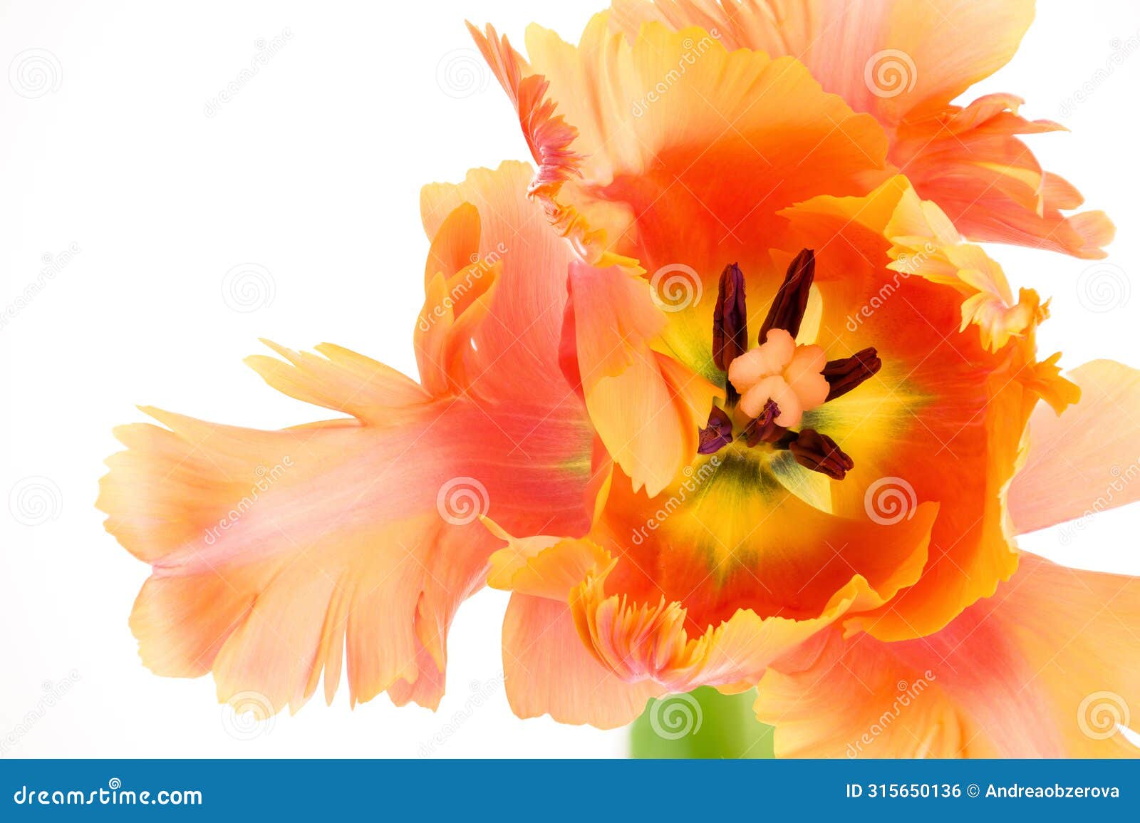 amazing parrot. parrot tulip open flower head  on white background. specialty tulip. macro.