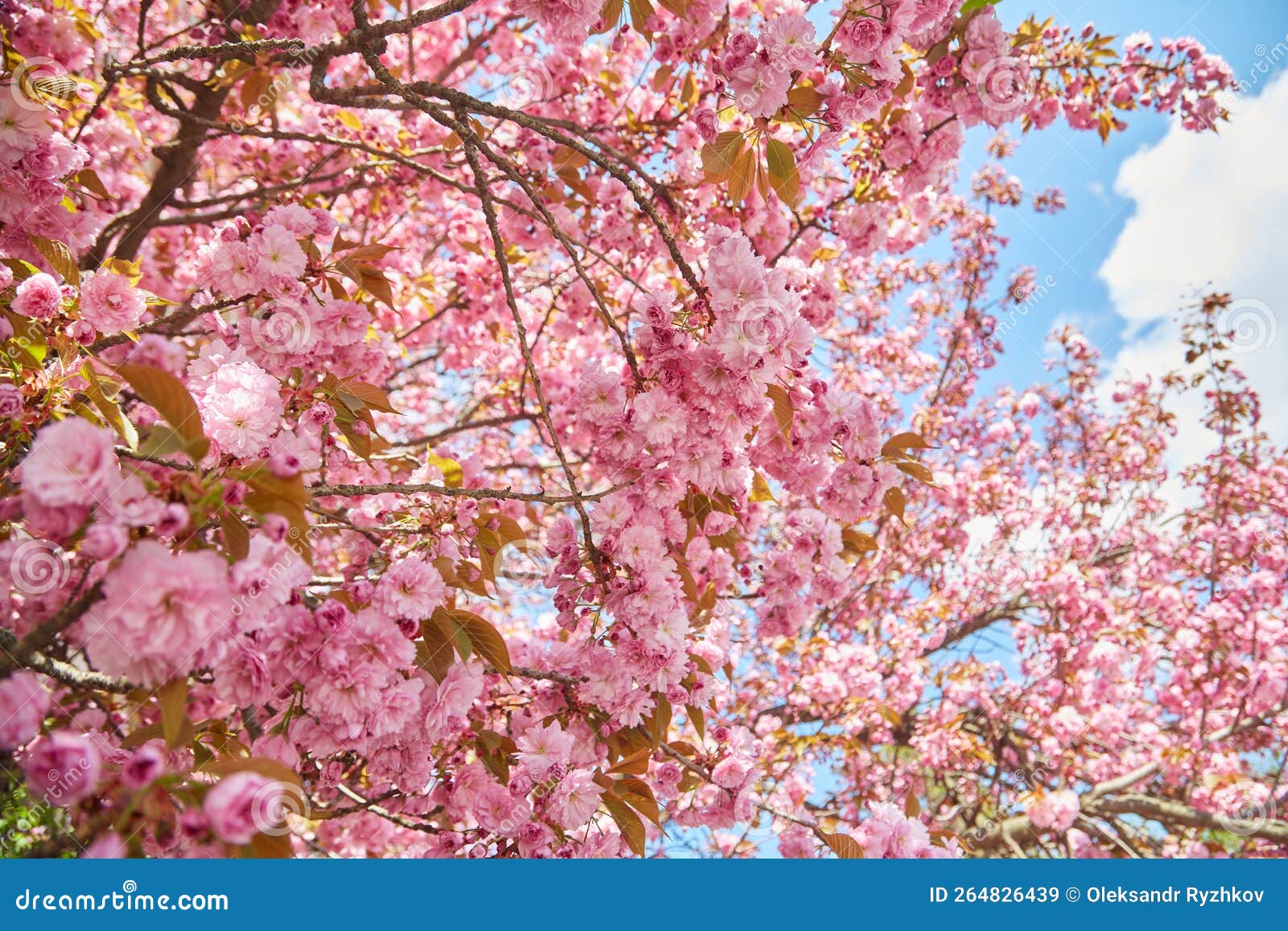 Amazing Pink Cherry Blossoms on the Sakura Tree in a Blue Sky Stock