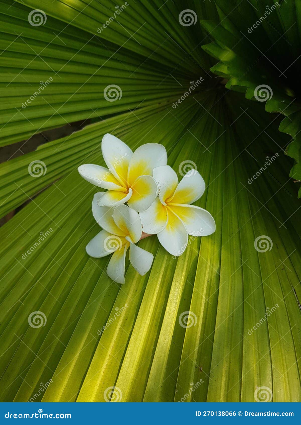 Amazing plumeria stock photo. Image of flowers, plumeria 270138066