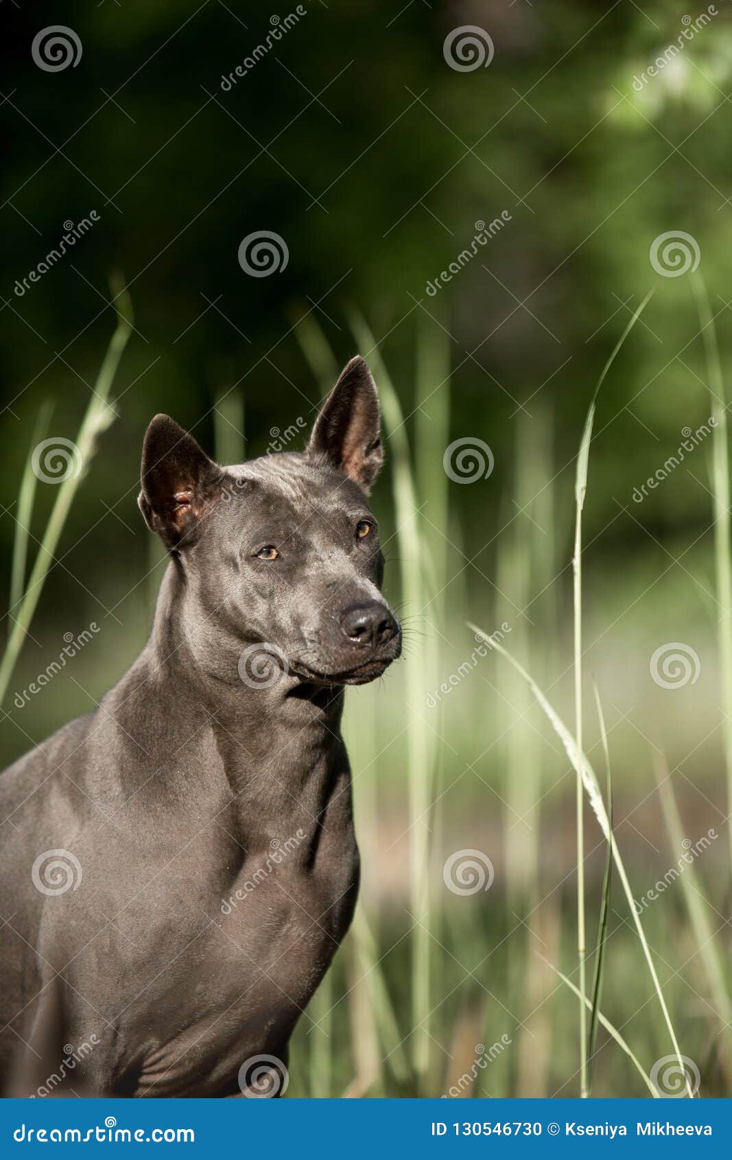 Amazing Portrait Cute Grey Thai Ridgeback Dog Stay On The Forest Stock
