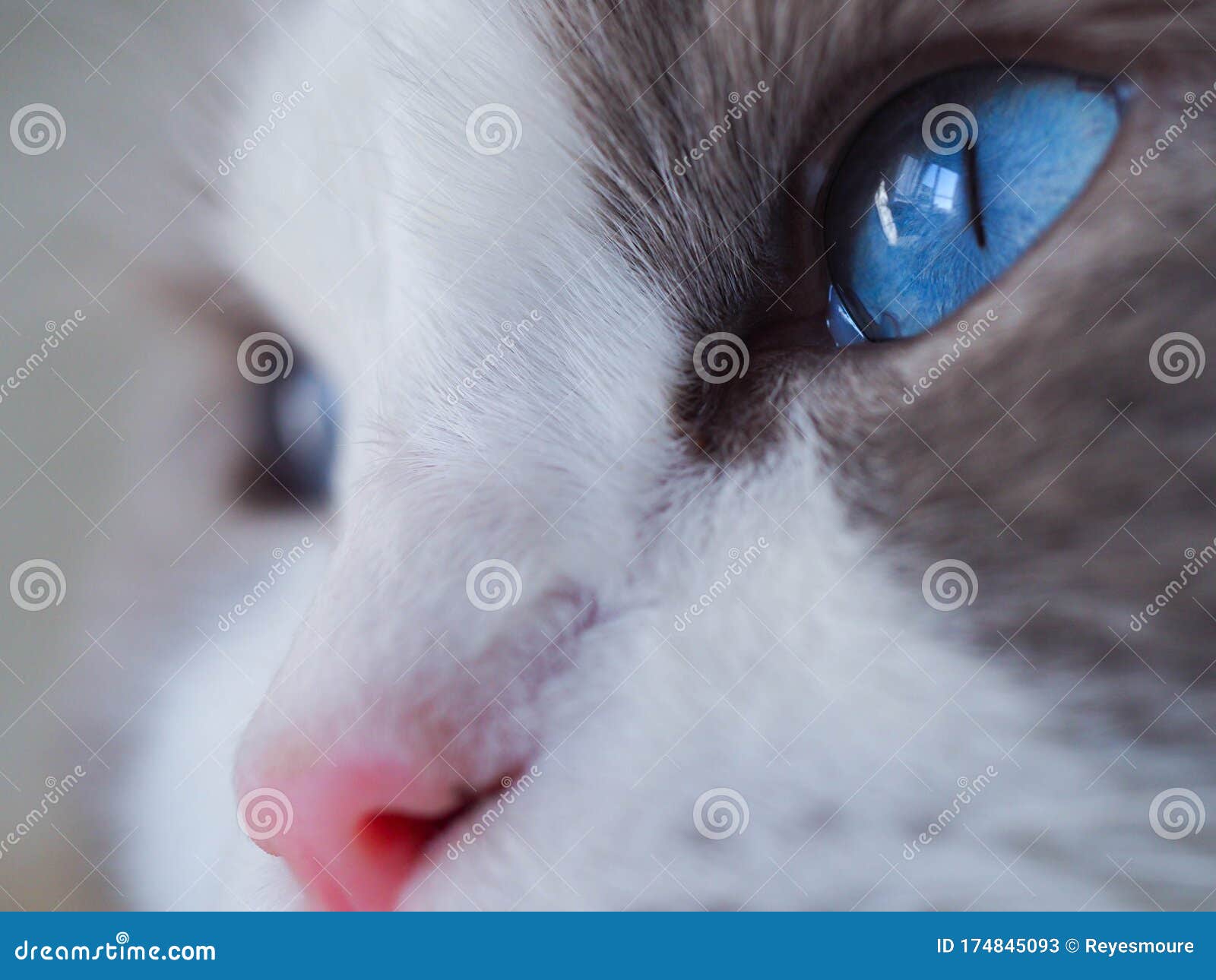 amazing ragdoll cat blue eyes