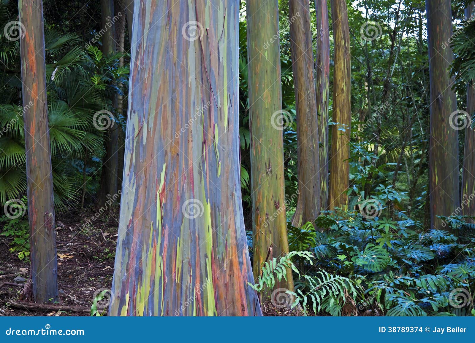 amazing rainbow eucalyptus