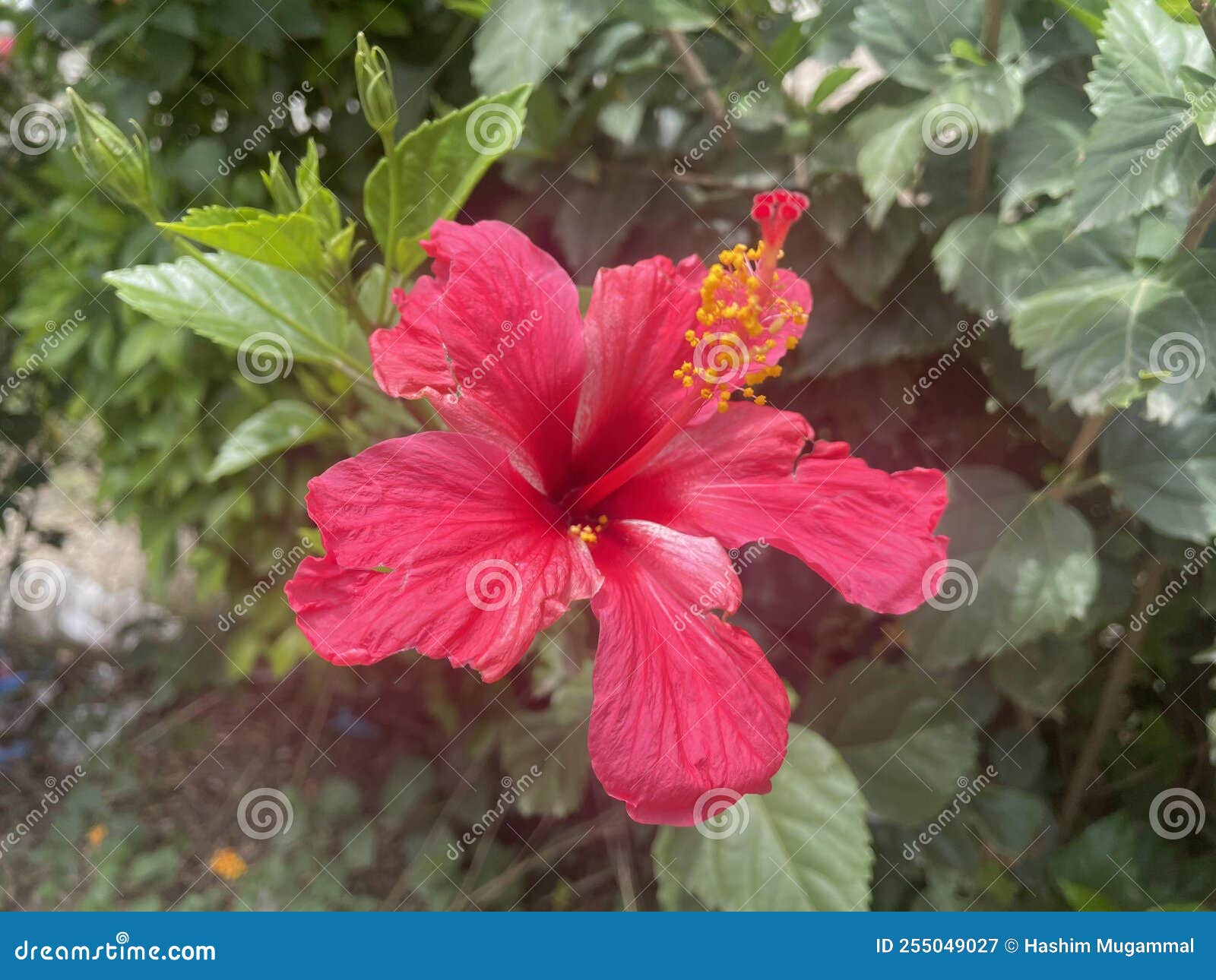 Amazing red color flower stock image. Image of garden 255049027