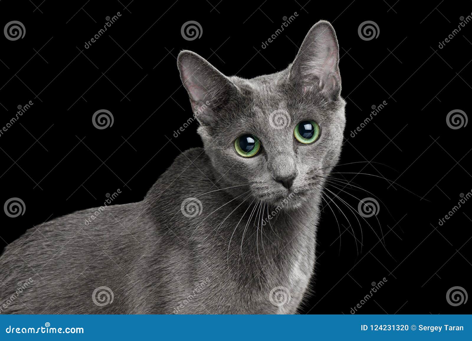 amazing russian blue cat on black background