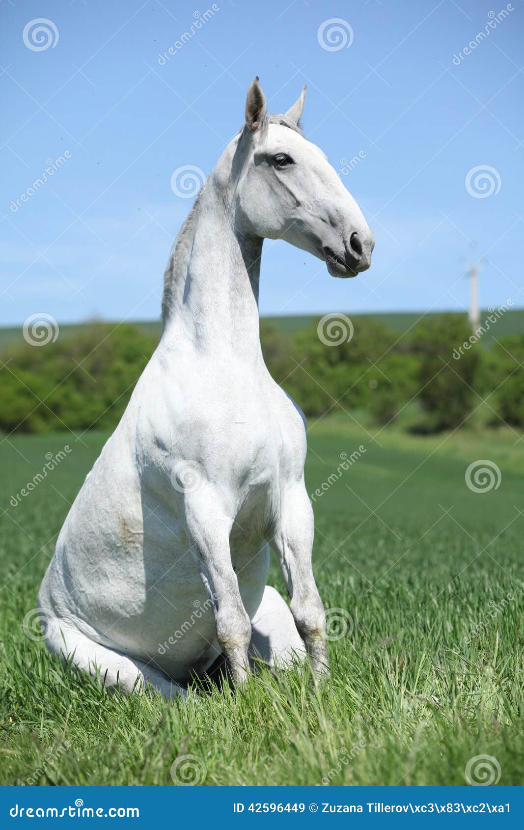 Amazing Sitting Horse in Nature Stock Image Image of sitting, peace