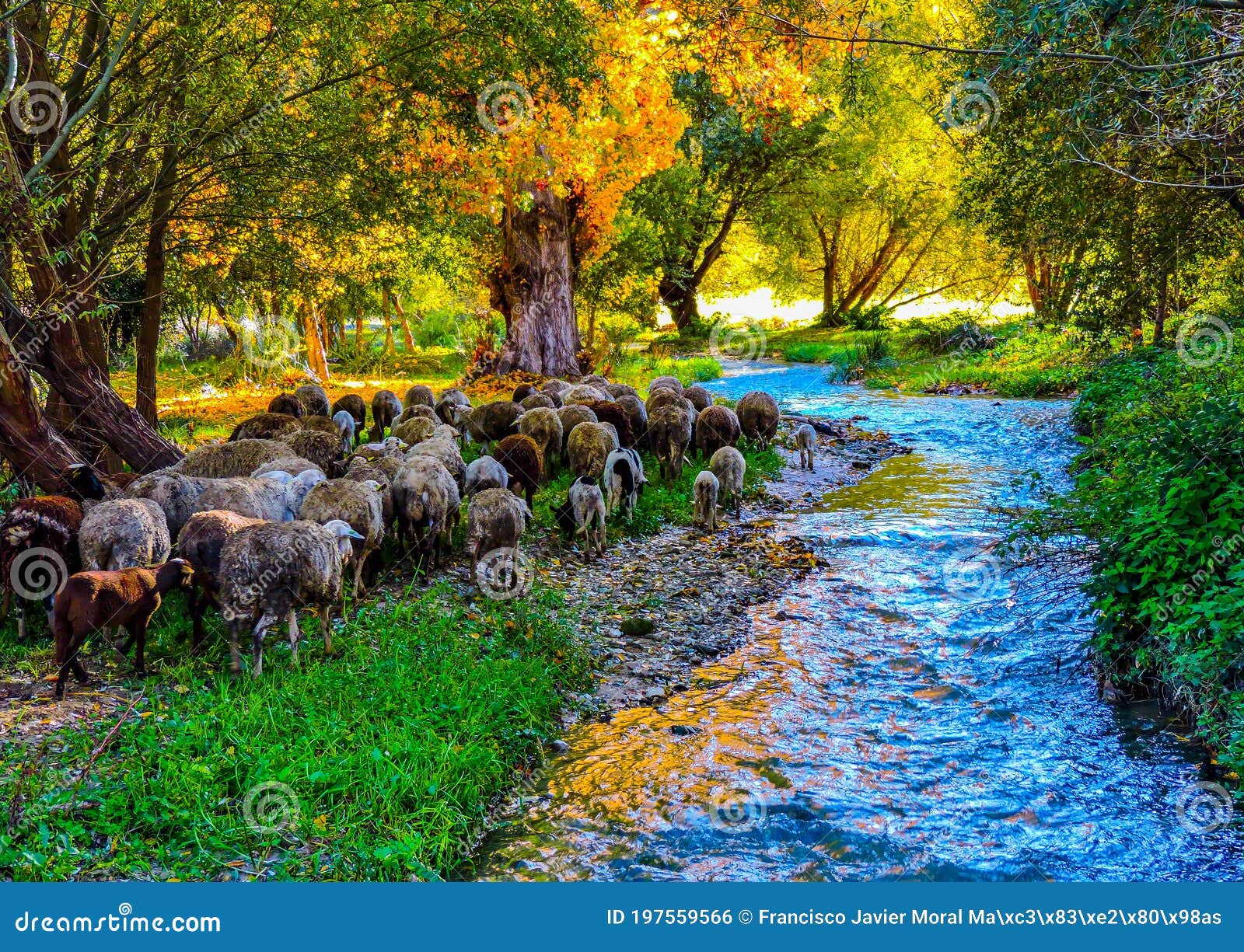 amazing stream with sheep around in a colourful forest