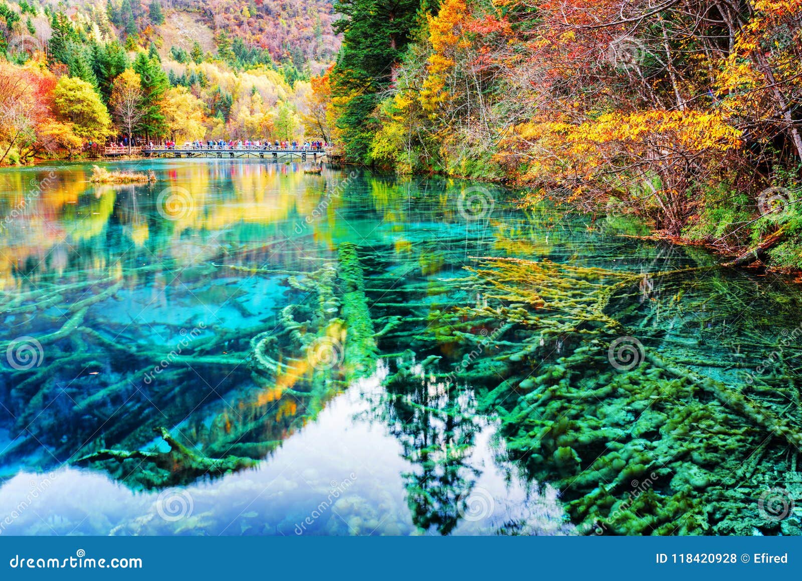 Amazing Submerged Tree Trunks In Water Of The Five Flower Lake Stock