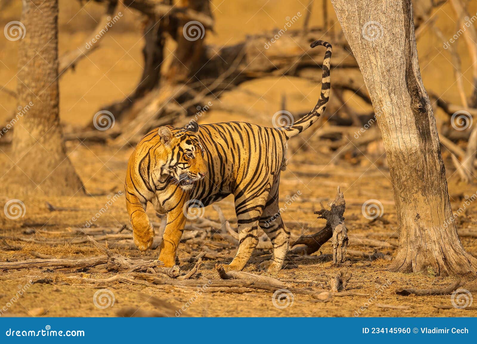Amazing Tiger in the Nature Habitat. Tiger Pose during the Golden Light Time. Wildlife Scene with Danger Animal Stock Photo - Image of jungle, cubs: 234145960 Amazing Tiger in the Nature Habitat. Tiger Pose during the Golden Light Time. Wildlife Scene with Danger Animal Stock Photo - Image of jungle, cubs: 234145960