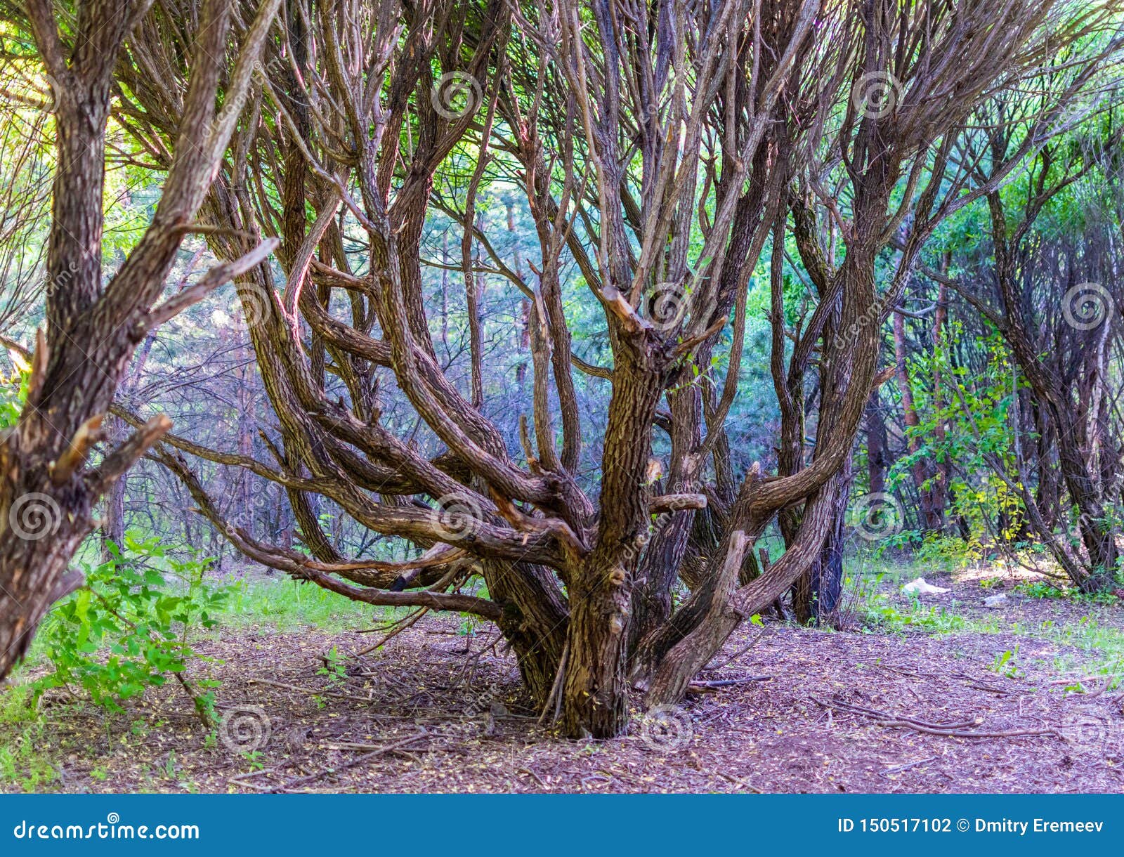 Amazing Tree with Crooked Branches in the Old Forest Stock Photo