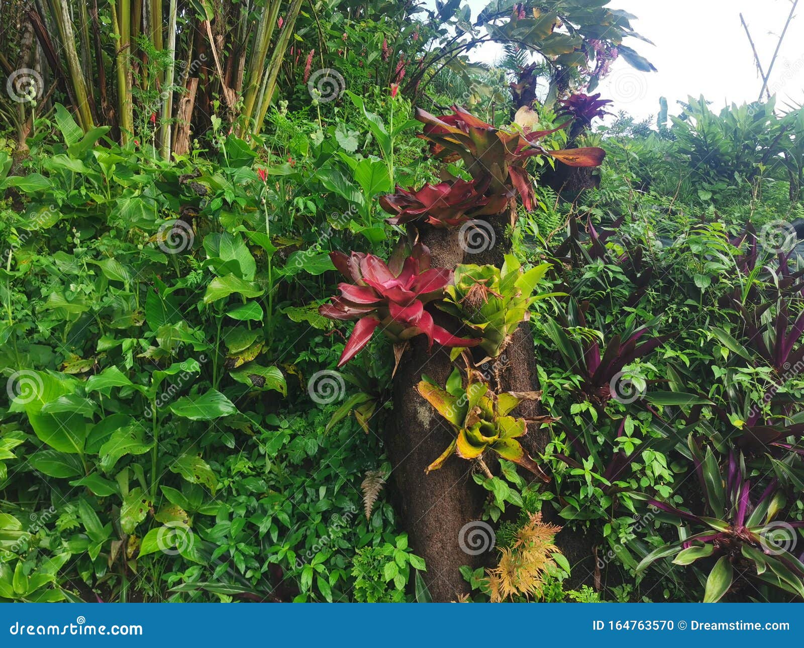 Amazing Tropical Natural Green Plants Stock Photo Image of amazing