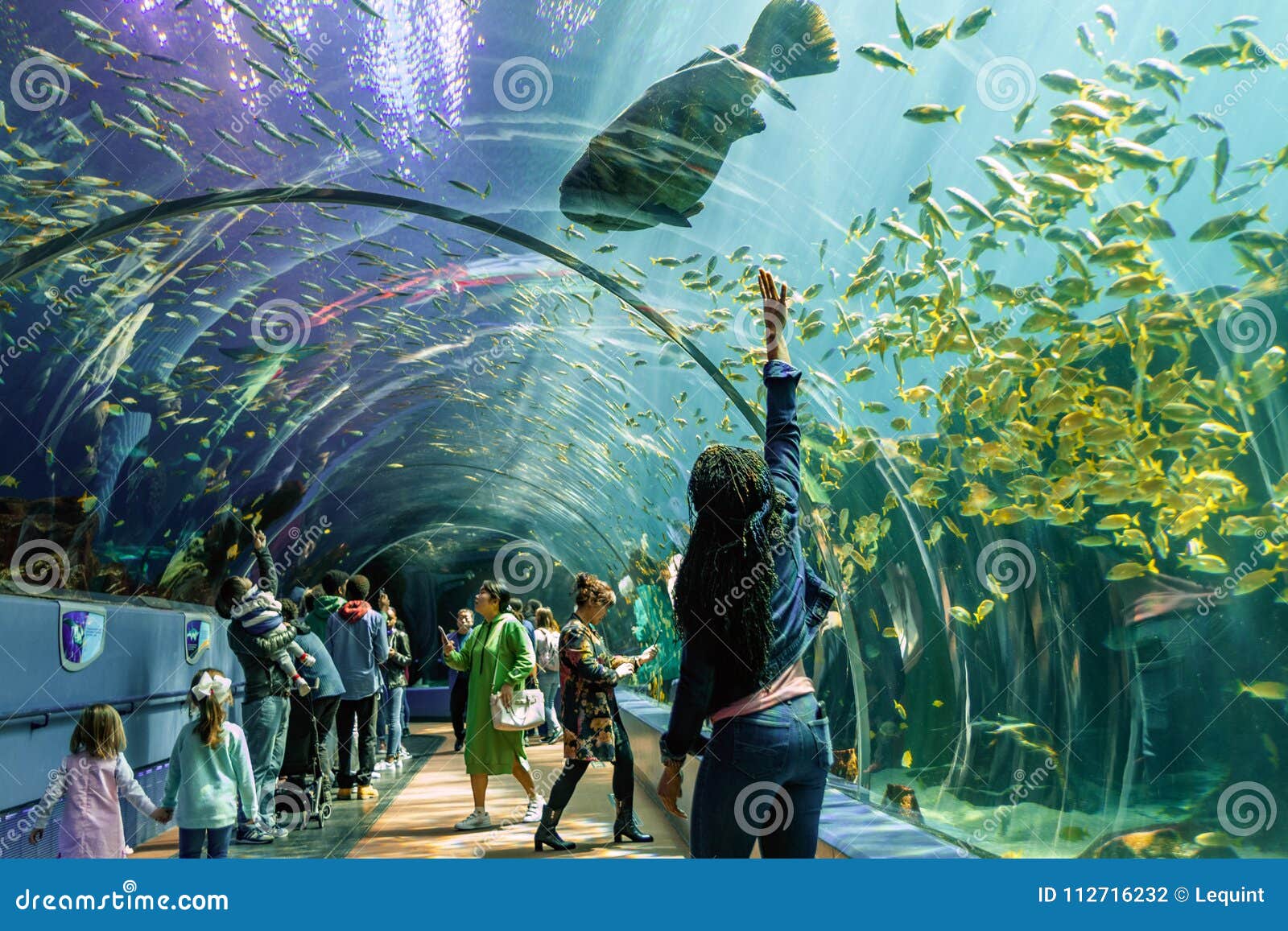 People Stand in Awe in a Tunnel of Plexiglass Showing Sea Creatures at ...