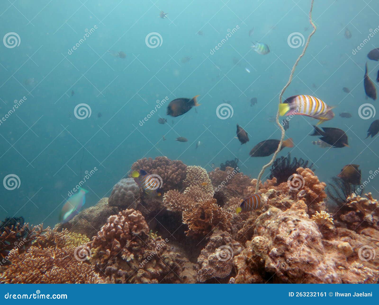 amazing underwater view when scuba diving