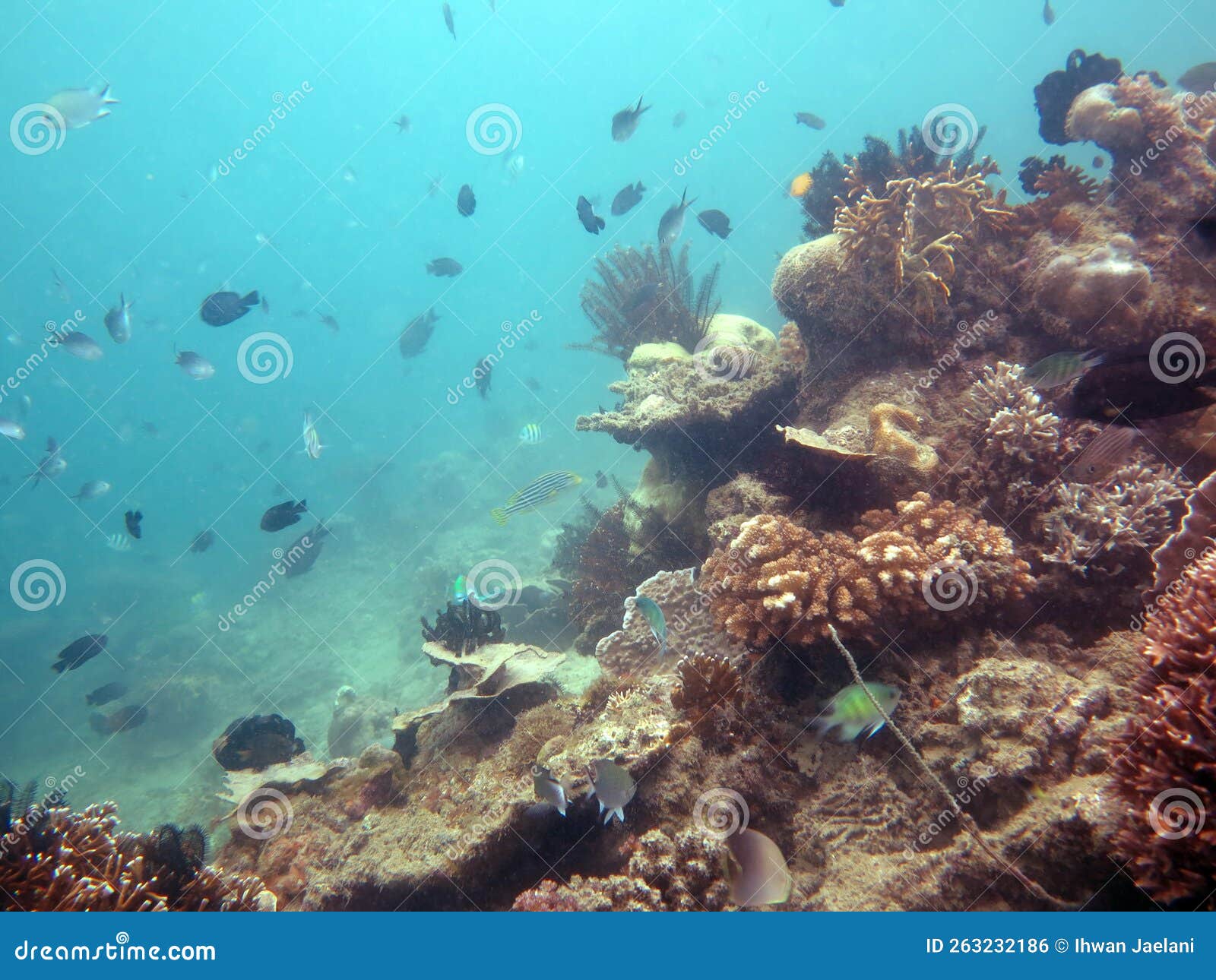amazing underwater view when scuba diving