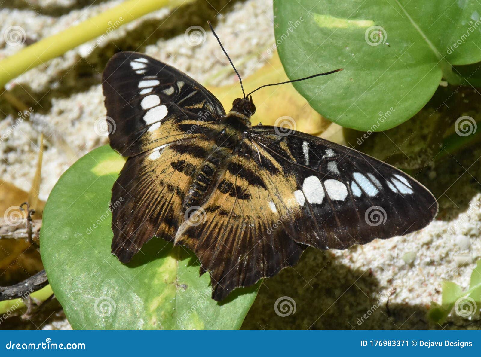 Amazing Up Close Brown Clipper Butterfly Wings Stock Image Image of