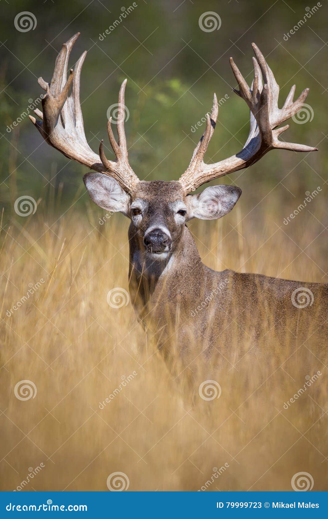 317 Whitetail Deer Buck Sunset Stock Photos - Free & Royalty-Free Stock  Photos from Dreamstime