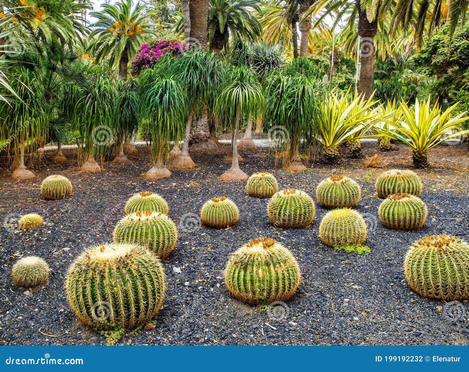 amazing view of  cactus park area in garcia sanabria park. location: cacti garden in santa cruz de tenerife, tenerife, canary