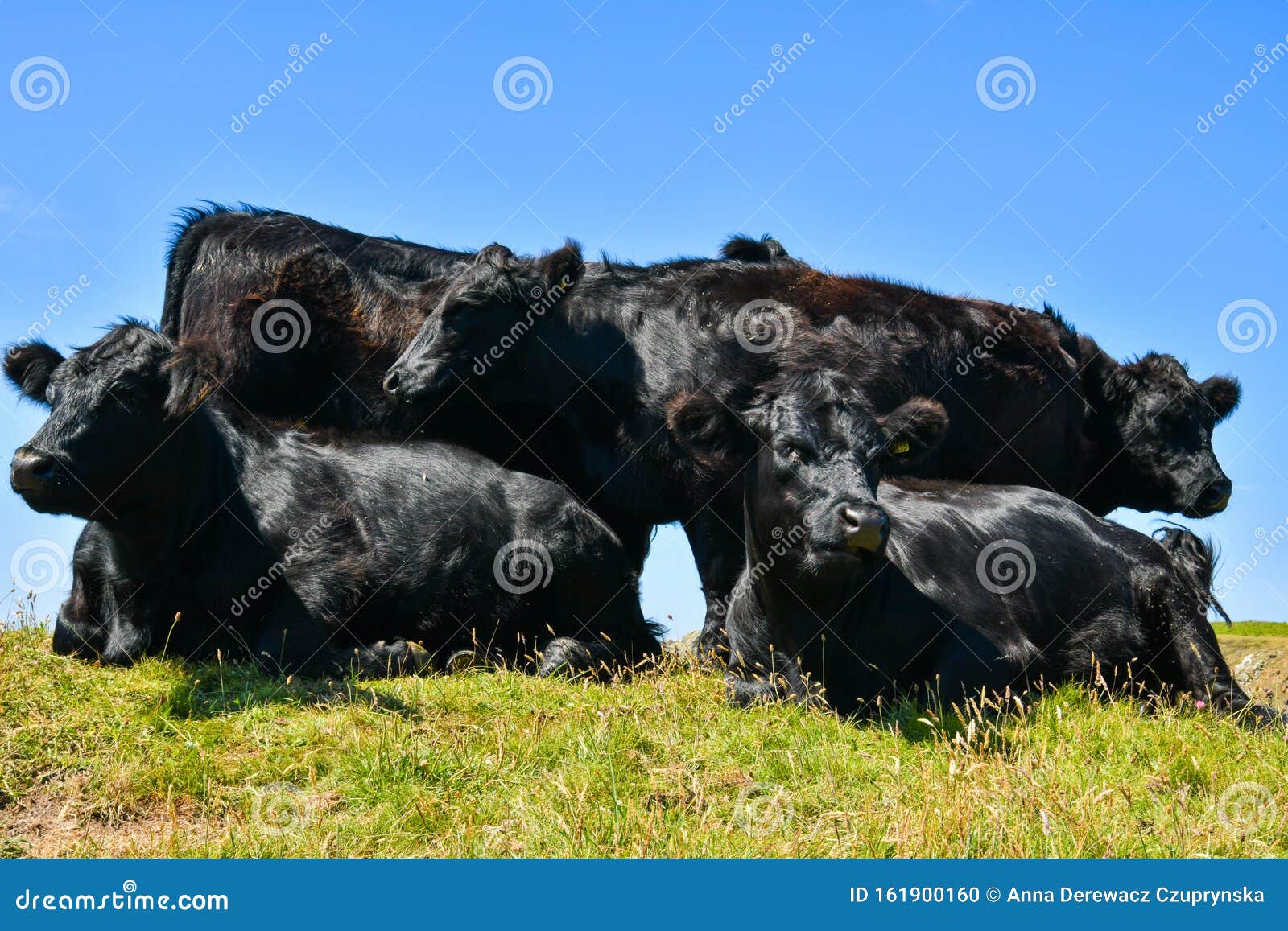 21,718 Beef Animals Stock Photos - Free & Royalty-Free Stock Photos from  Dreamstime