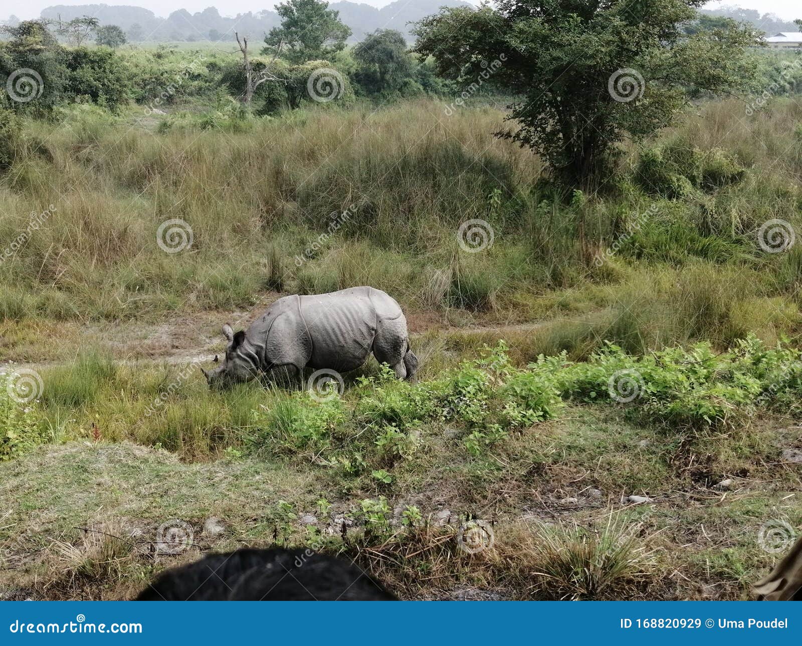 Manas Wildlife Sanctuary Stock Photos - Free & Royalty-Free Stock Photos from Dreamstime Manas Wildlife Sanctuary Stock Photos - Free & Royalty-Free Stock Photos from Dreamstime